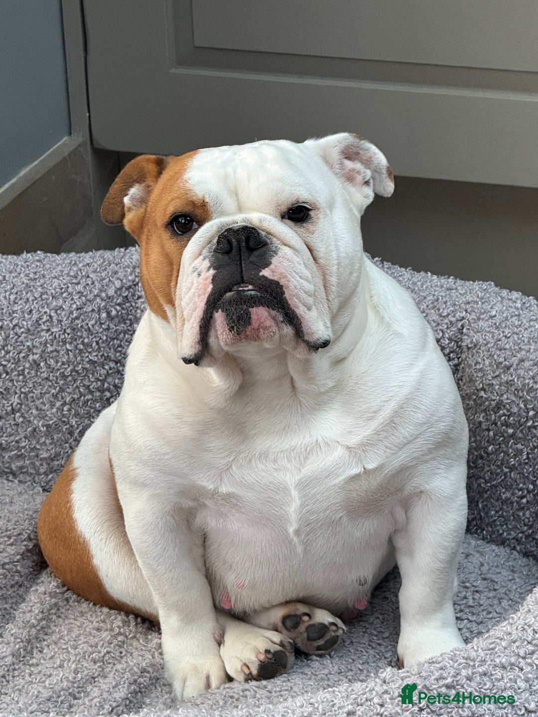English Bulldog dogs for sale: Quality Ruakuri British standard bulldog - Image 16