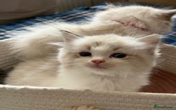 Ragdoll cats for sale: ✨ Gorgeous Ragdoll Kittens – Ready to Reserve! ✨ - Image 3