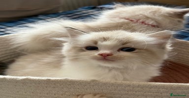 Ragdoll cats - Advert 3