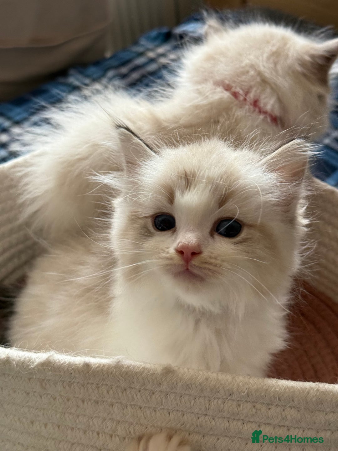 Ragdoll cats for sale: ✨ Gorgeous Ragdoll Kittens – Ready to Reserve! ✨ - Image 3