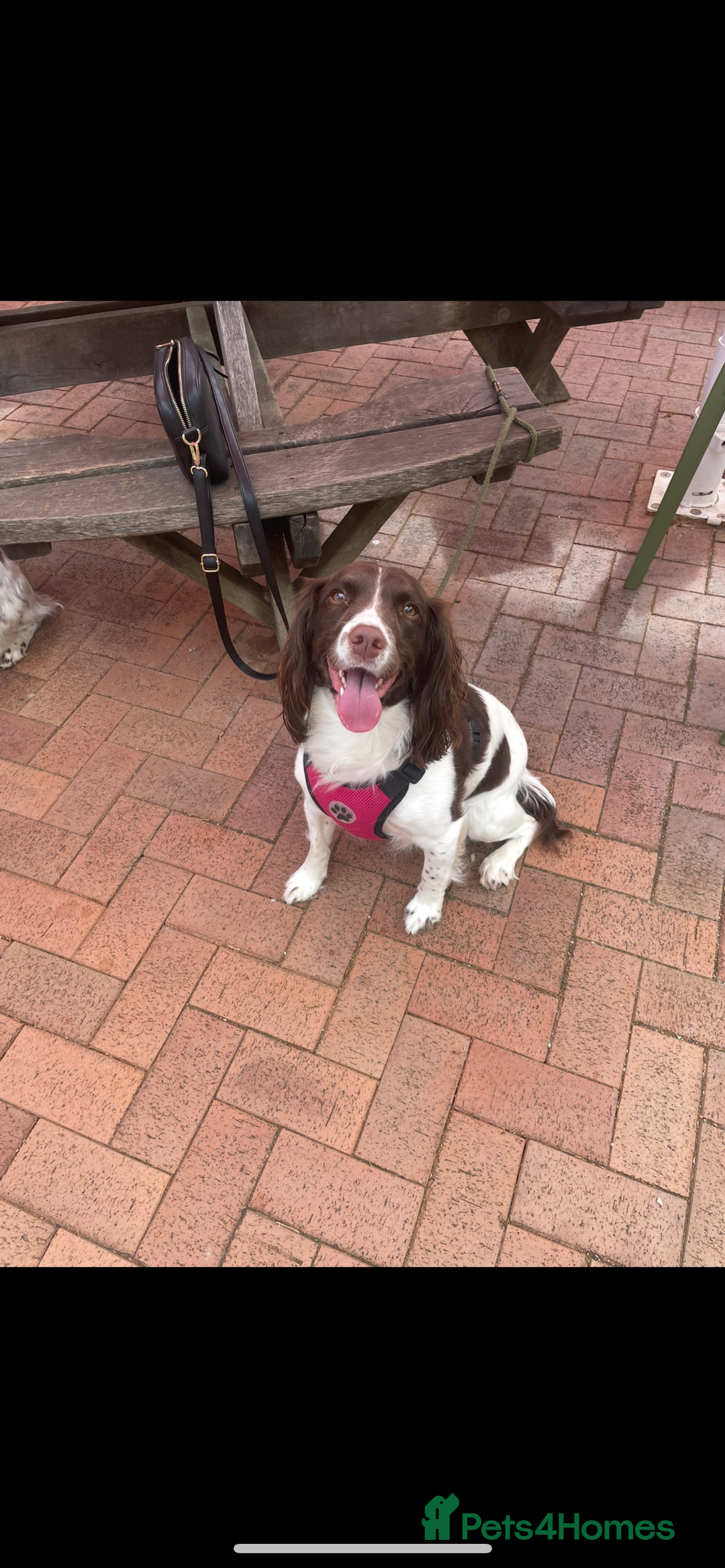 English Springer Spaniel dogs for sale: Kc reg working springer spaniel  - Image 5