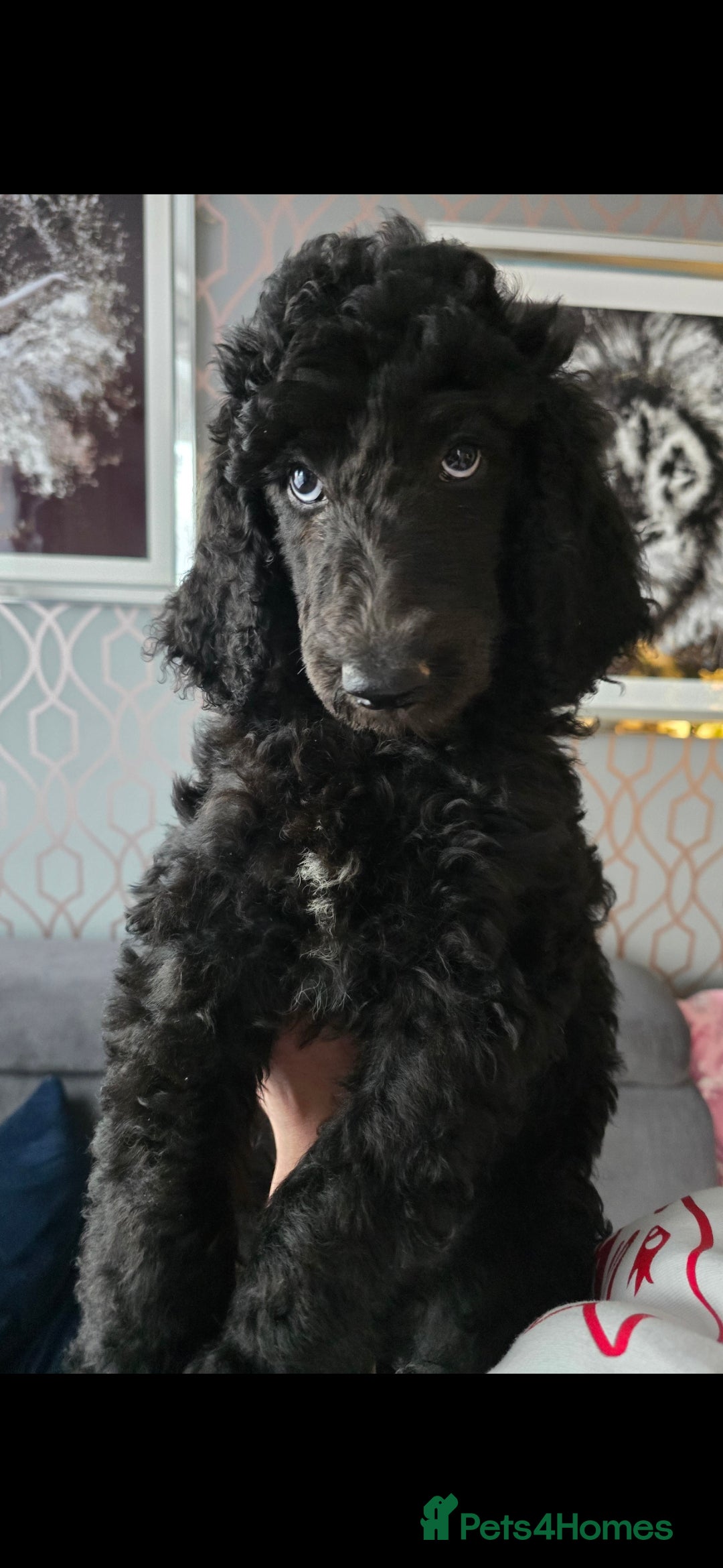 Standard Poodle dogs Last 2 boys ! KC Standard Poodles! Ready Now! - Advert 5