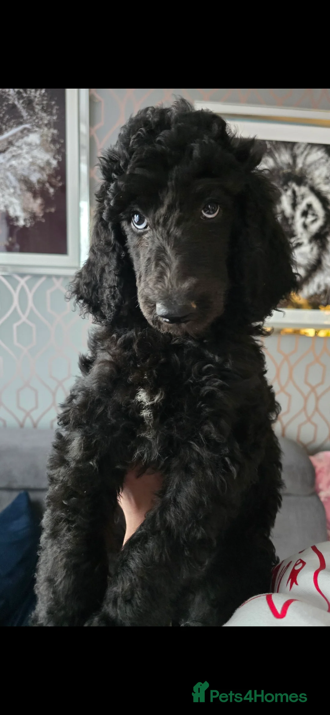 Standard Poodle dogs for sale: Last 2 boys ! KC Standard Poodles! Ready Now! - Advert 1