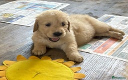 Golden Retriever dogs for sale: Fyffrind Meadow (Miss Purple)  - KC Reg. Goldies from a 5 Star Registered Breeder  - Image 13