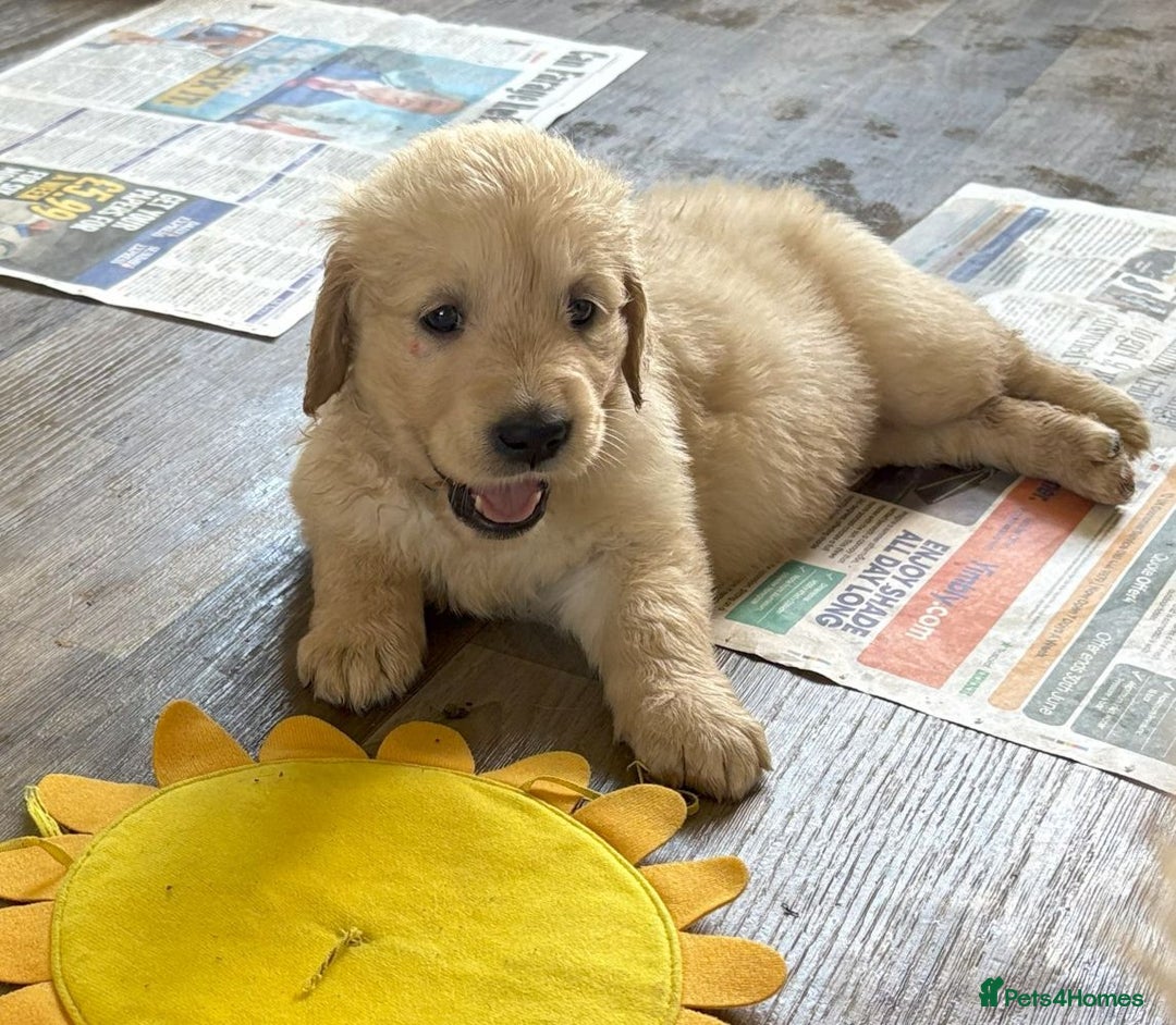 Golden Retriever dogs for sale: Fyffrind Meadow (Miss Purple)  - KC Reg. Goldies from a 5 Star Registered Breeder  - Image 13