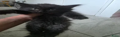 Ragdoll 1
