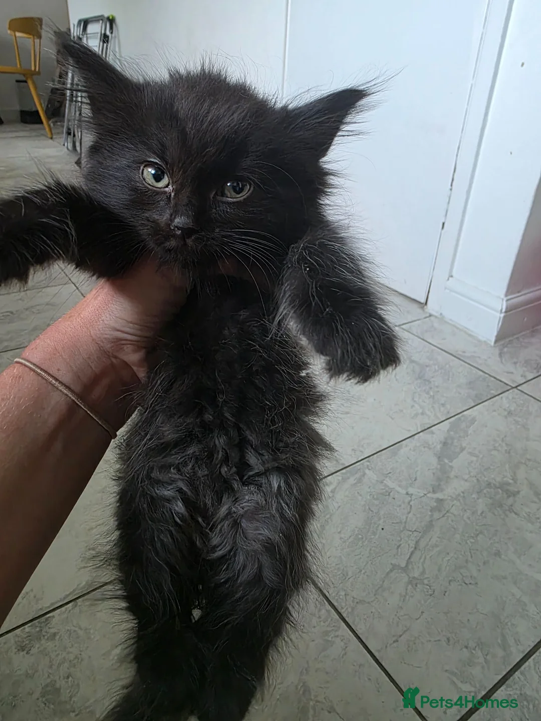 Ragdoll cats for sale: X3 ragdoll kittens  - Advert 1