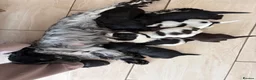 Cocker Spaniel dogs for sale: FULLY vaccinated, ready for walks  - Advert 8