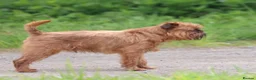 Griffon Bruxellois dogs for stud: Griffon male available for stud, KC proven - Advert 5