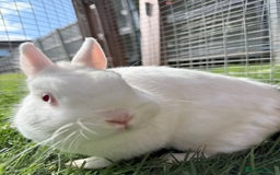 Netherland Dwarf rabbits for sale: •AVAILABLE• Pedigree Netherland Dwarf Bunny in Rushden - Image 11