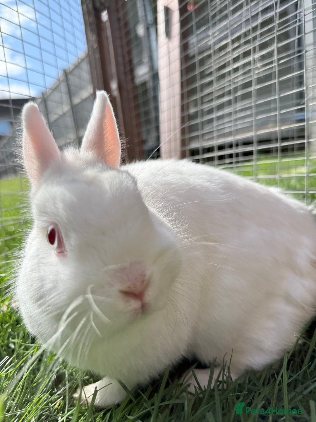 Netherland Dwarf rabbits for sale: •AVAILABLE• Pedigree Netherland Dwarf Bunny in Rushden - Image 11