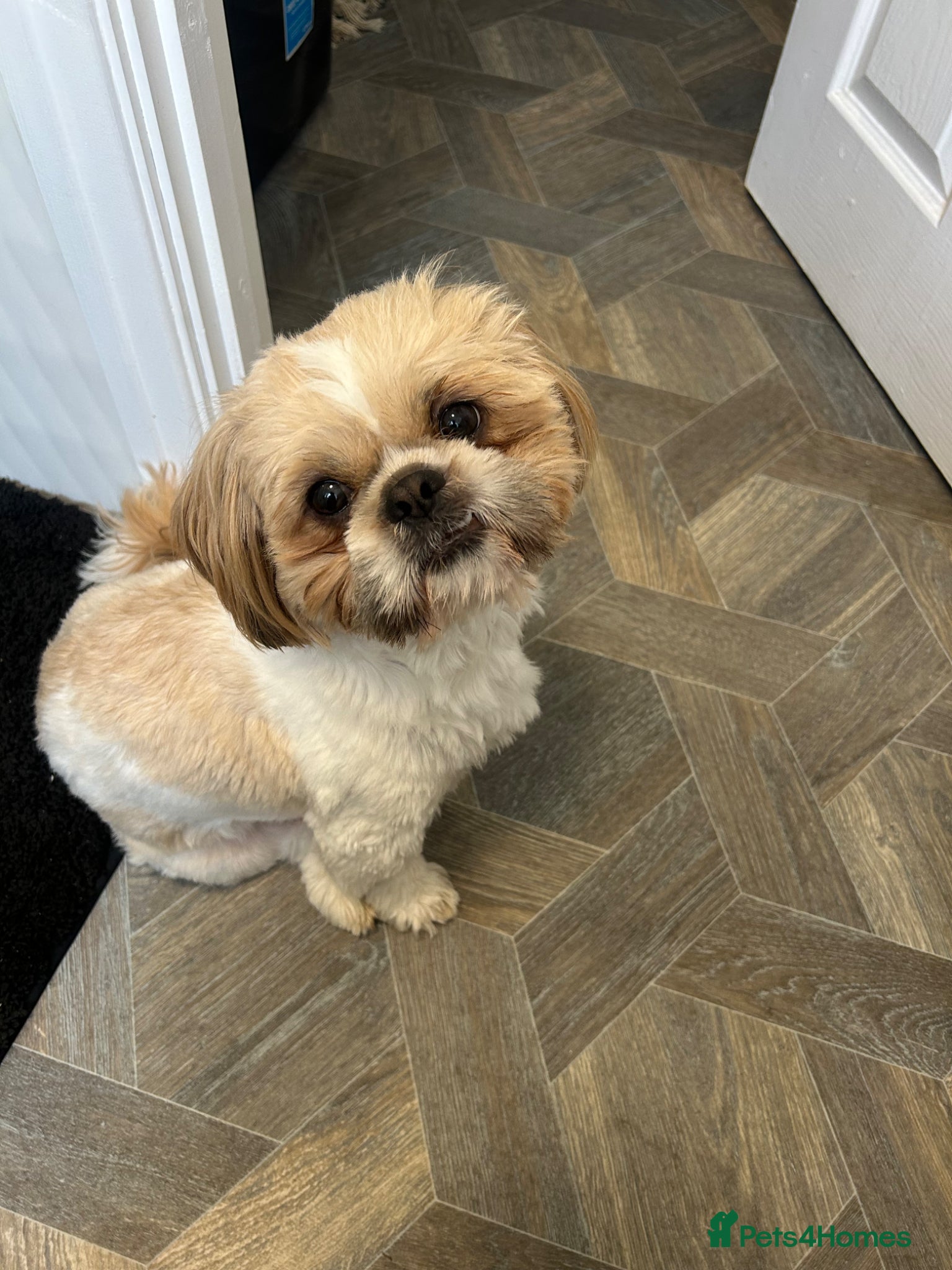 Shih Tzu dogs Our beautiful boy Arlo available for stud - Advert 8