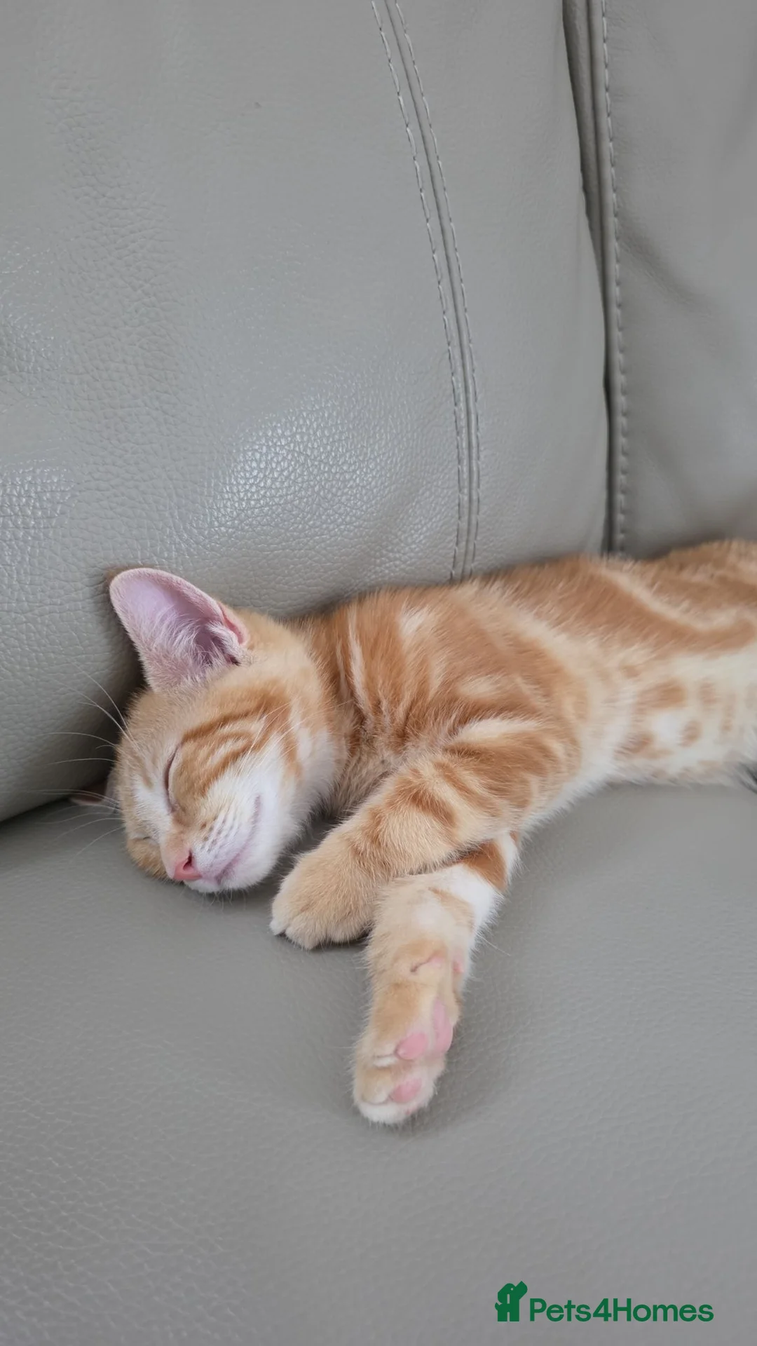 Mixed Breed cats for sale: Kitten Persian tabby ginger - Advert 2