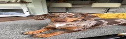 Miniature Dachshund dogs for sale: 2 MINIATURE DACHSHUND FOR REHOMING - Advert 11
