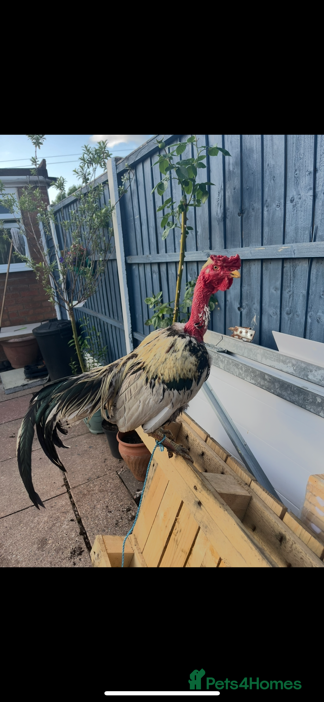 Chickens poultry for sale: Launga aseel male  - Image 3