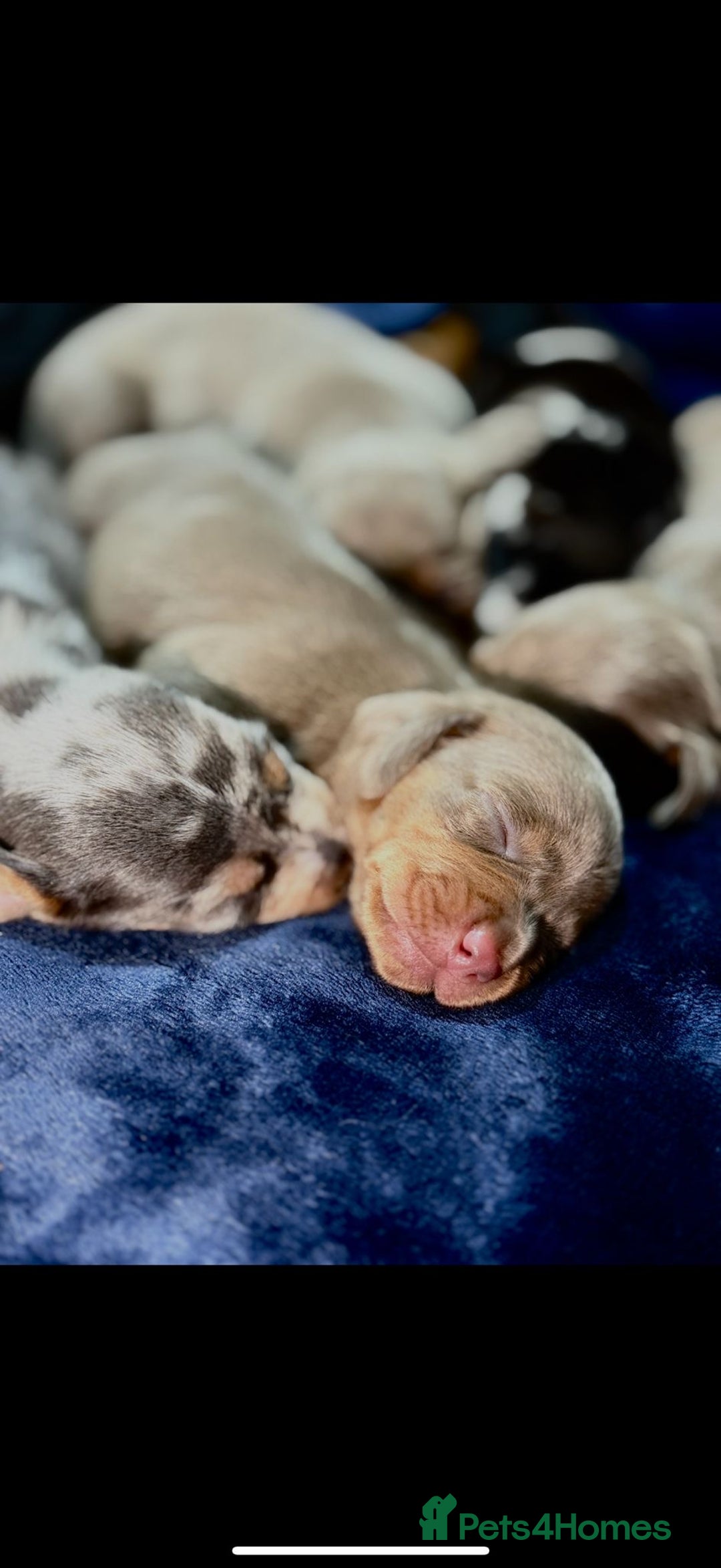 Dachshund dogs for sale: 7 Beautiful dachshund puppies  - Advert 6