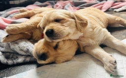 Golden Retriever dogs for sale: Golden retriever puppies!  - Image 18