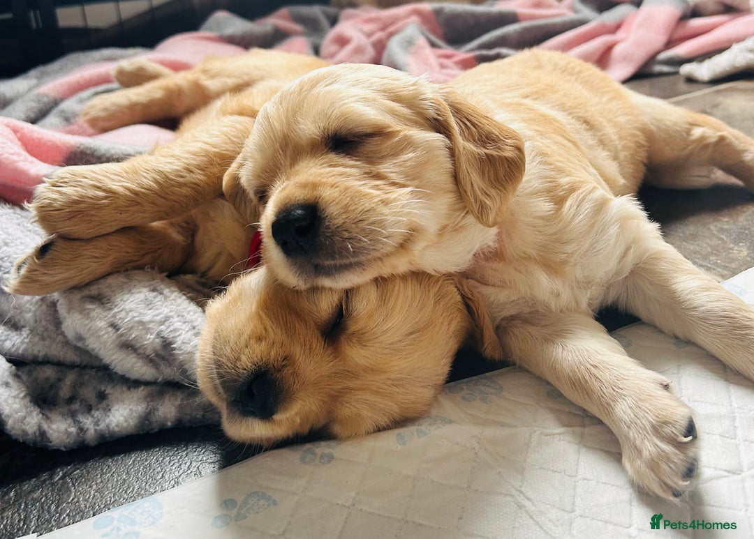 Golden Retriever dogs for sale: Golden retriever puppies!  - Image 18