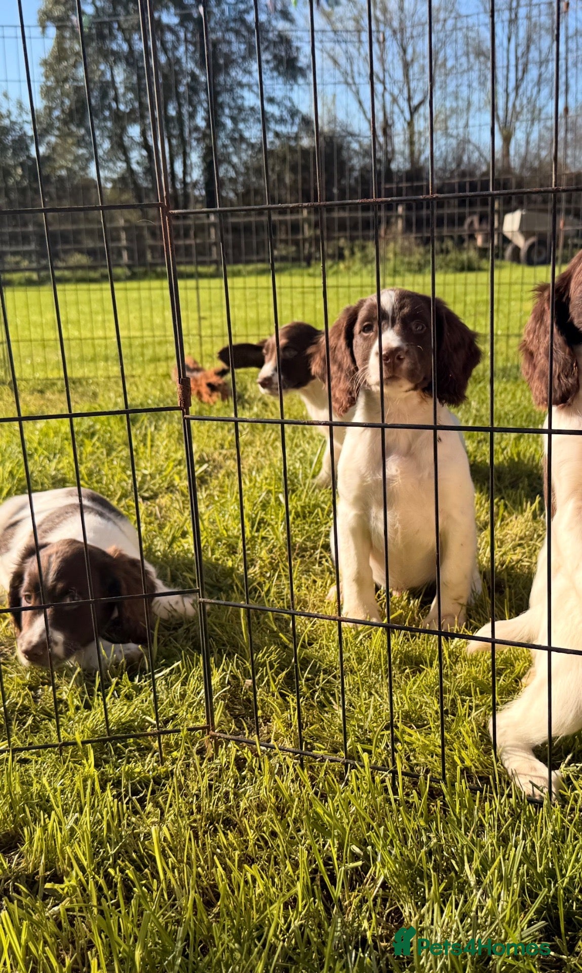 English Springer Spaniel dogs for sale: Stunning KC Working Springer Pups –FTCH Bloodlines - Advert 2