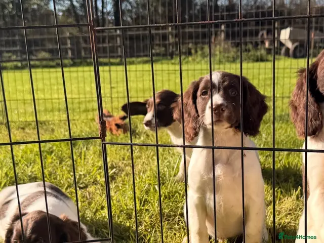 English Springer Spaniel dogs for sale: Stunning KC Working Springer Pups –FTCH Bloodlines - Advert 2