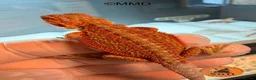 Bearded Dragon reptiles for sale: G stripe Baby Bearded Dragons available - Advert 16