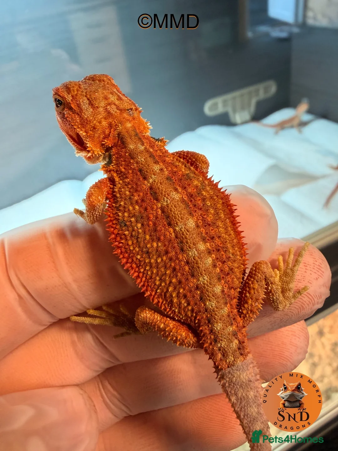 Bearded Dragon reptiles for sale: G stripe Baby Bearded Dragons available - Advert 16