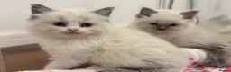 Ragdoll cats for sale: 🏅Beautiful GCCF champ blood ragdoll kittens🏅❤️ - Advert 2