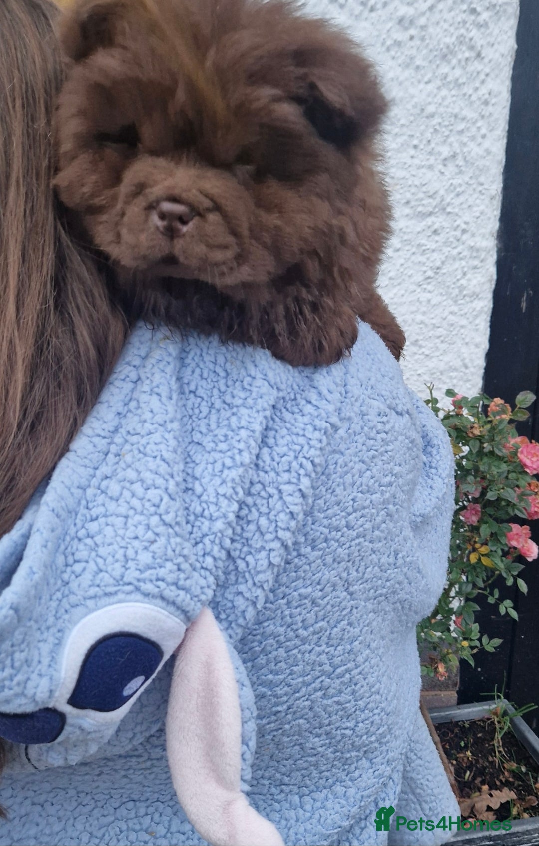 Chow Chow dogs for sale: KC Top quality of chow chow looking for new  🏠  - Advert 11