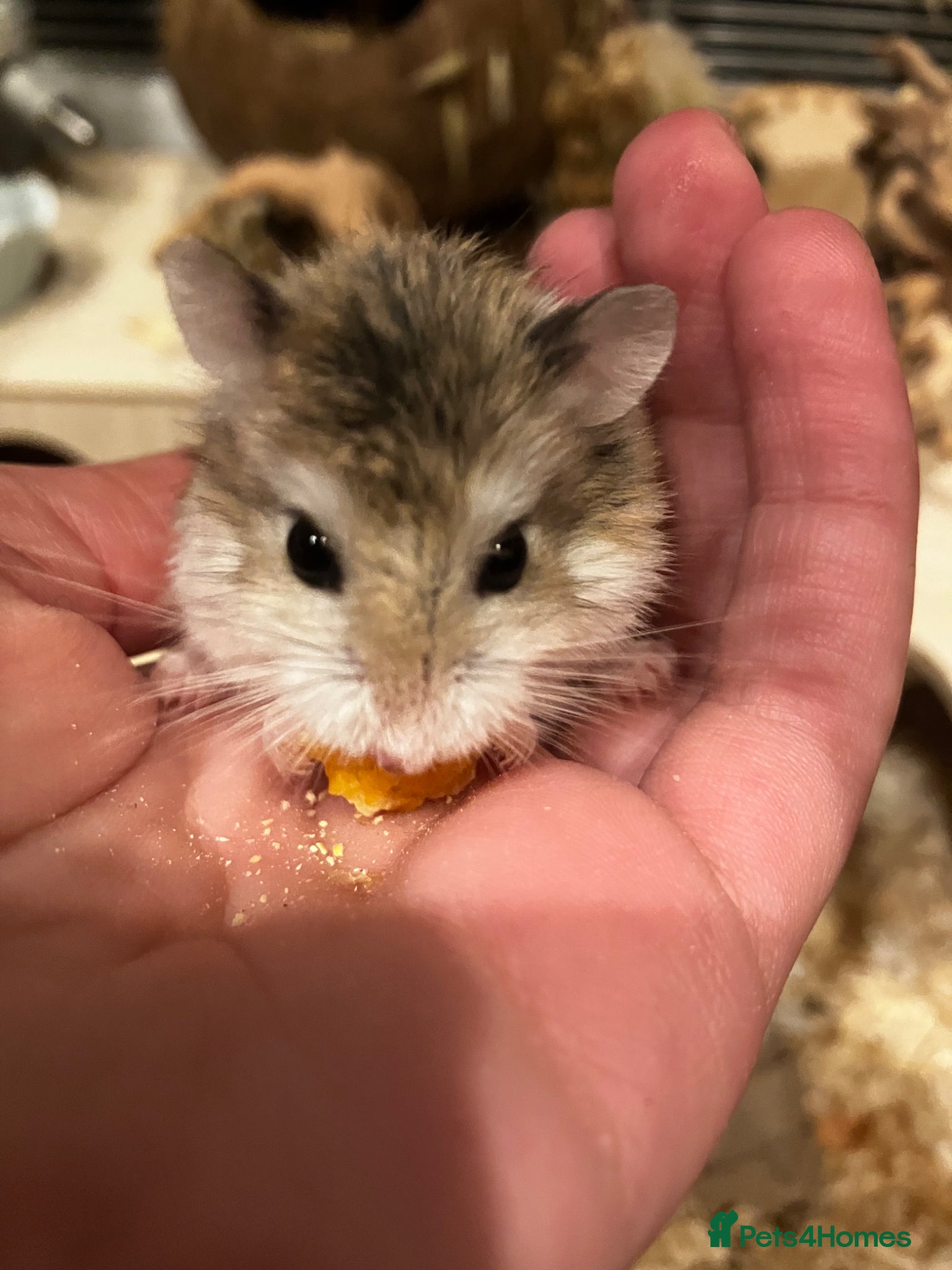 Hamster rodents 💕 Beautiful Robo in-need of loving owner ! - Advert 1