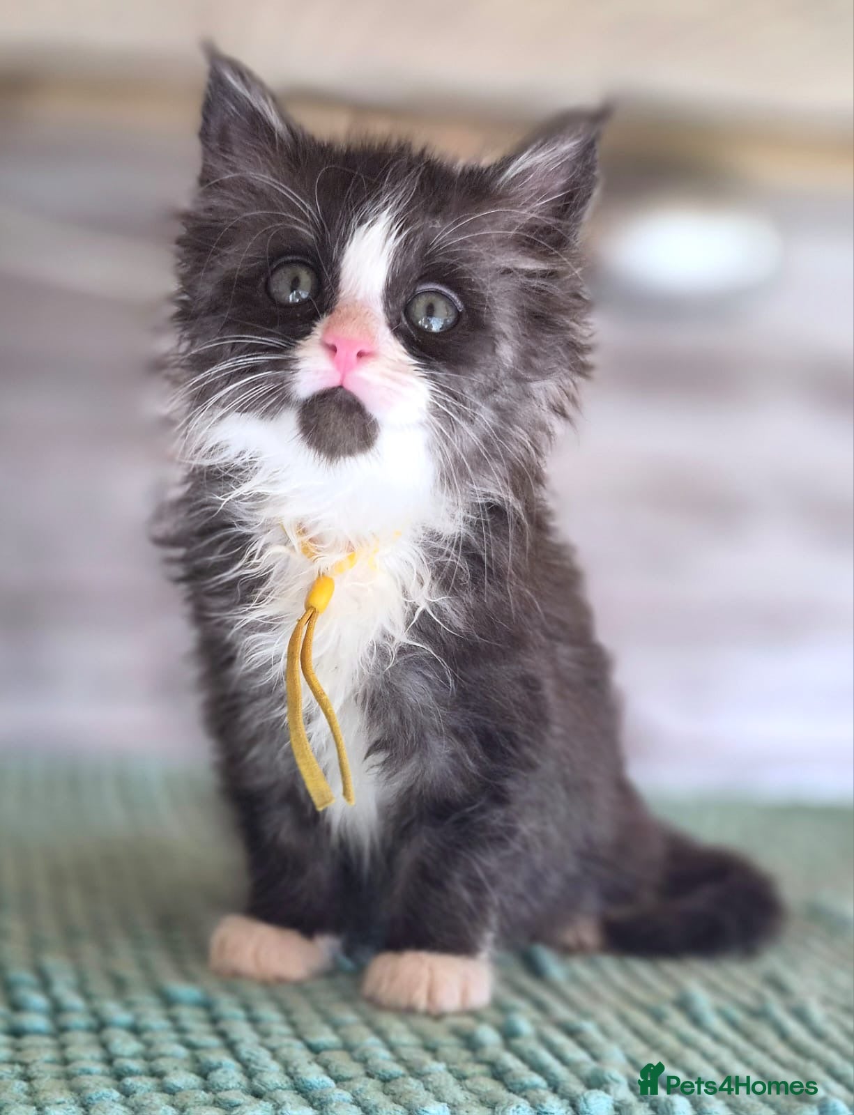Maine Coon cats Last 2 Girls my Stunning Maine Coon X Kittens - Advert 2