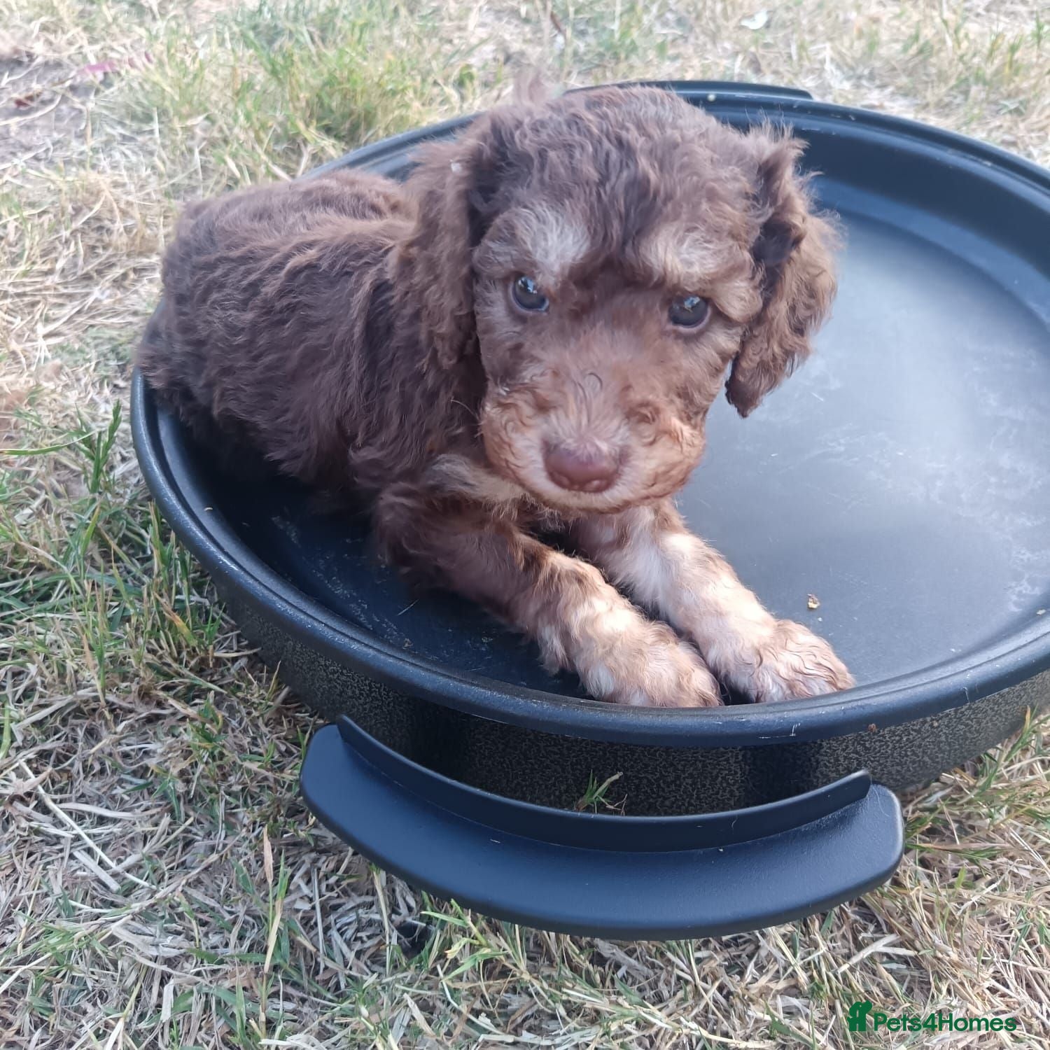 Labradoodle dogs **Viewing now  Appointment only ** - Advert 1
