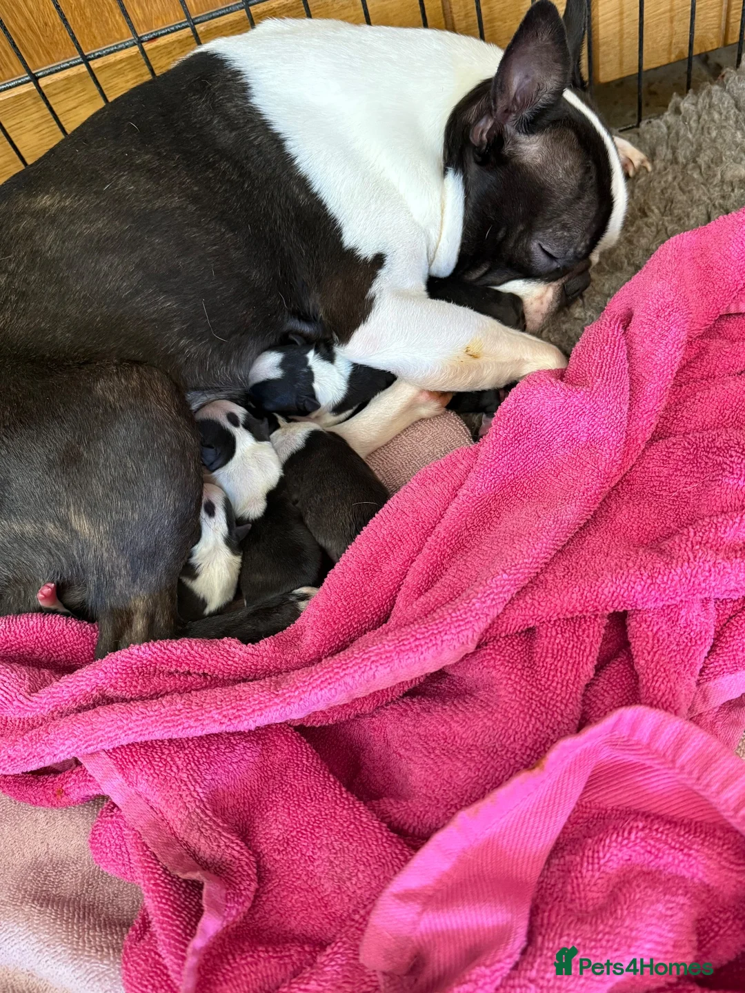 Boston Terrier dogs for sale: Stunning Boston Terrier Puppies  - Advert 7