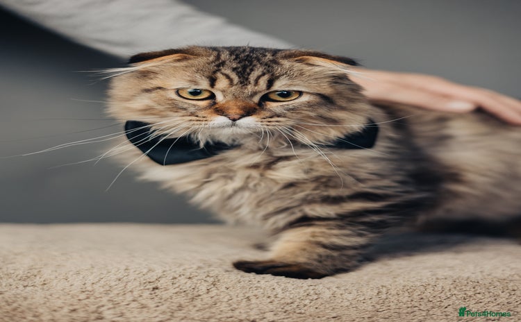 Scottish Fold cats - Advert 2