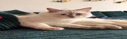 Ragdoll cats for stud: Stunning gentle lilac point Gccf reg ragdoll  - Advert 4
