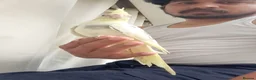 Cockatiels birds for sale: Hand tamed friendly baby cockatiels for sale - Advert 3