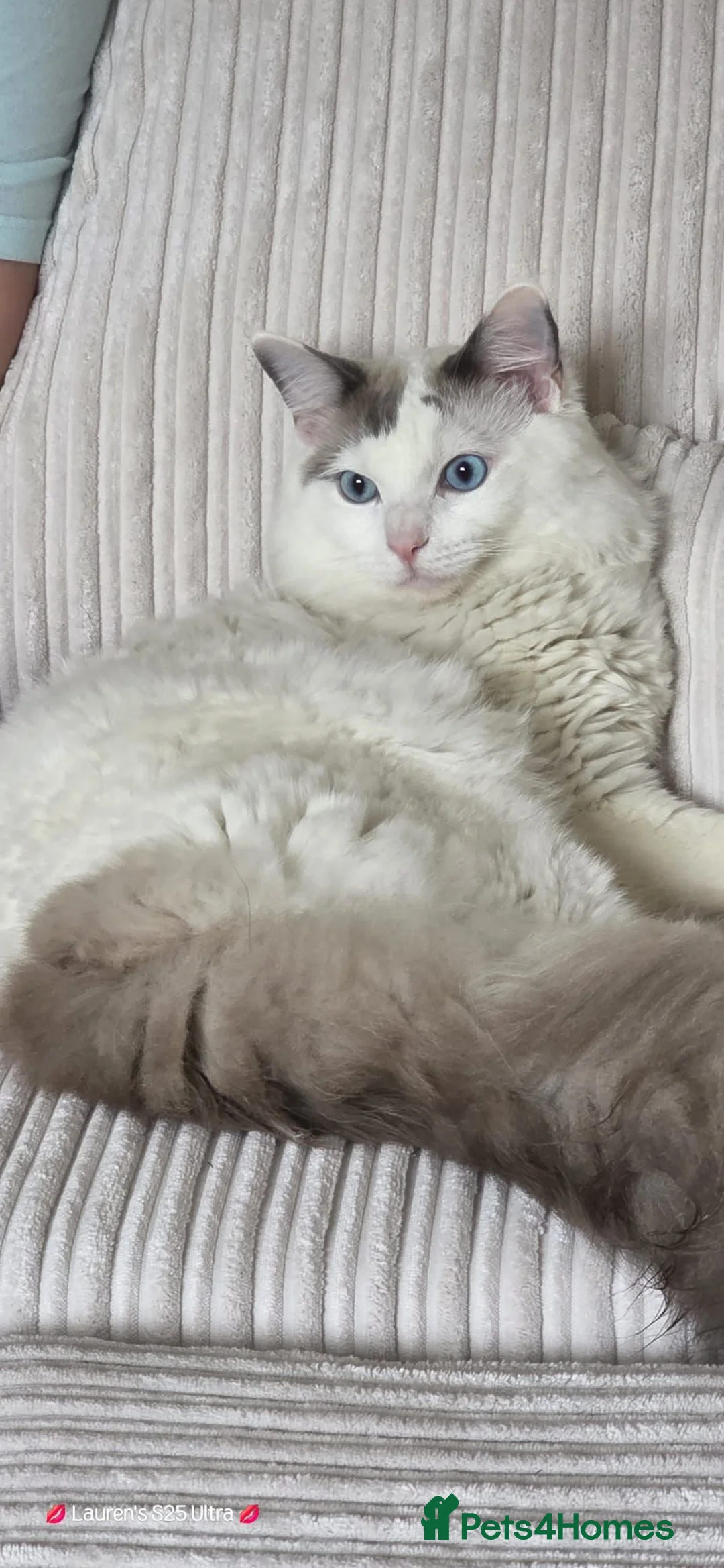 Ragdoll cats for sale: 1 year old male ragdoll in Clacton-on-Sea - Advert 2