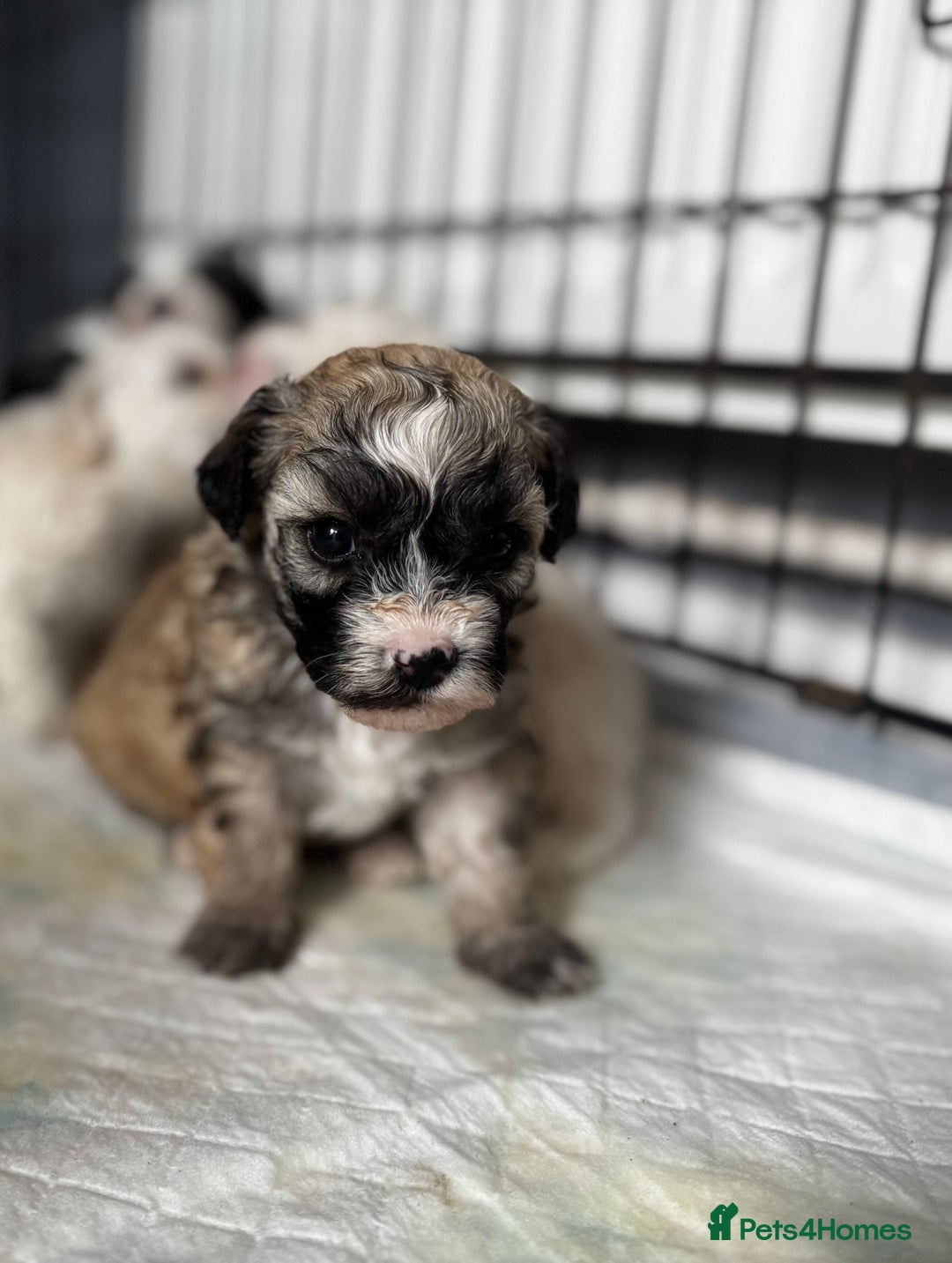 Shichon dogs for sale: 5 beautiful Shichon girls  - Image 8