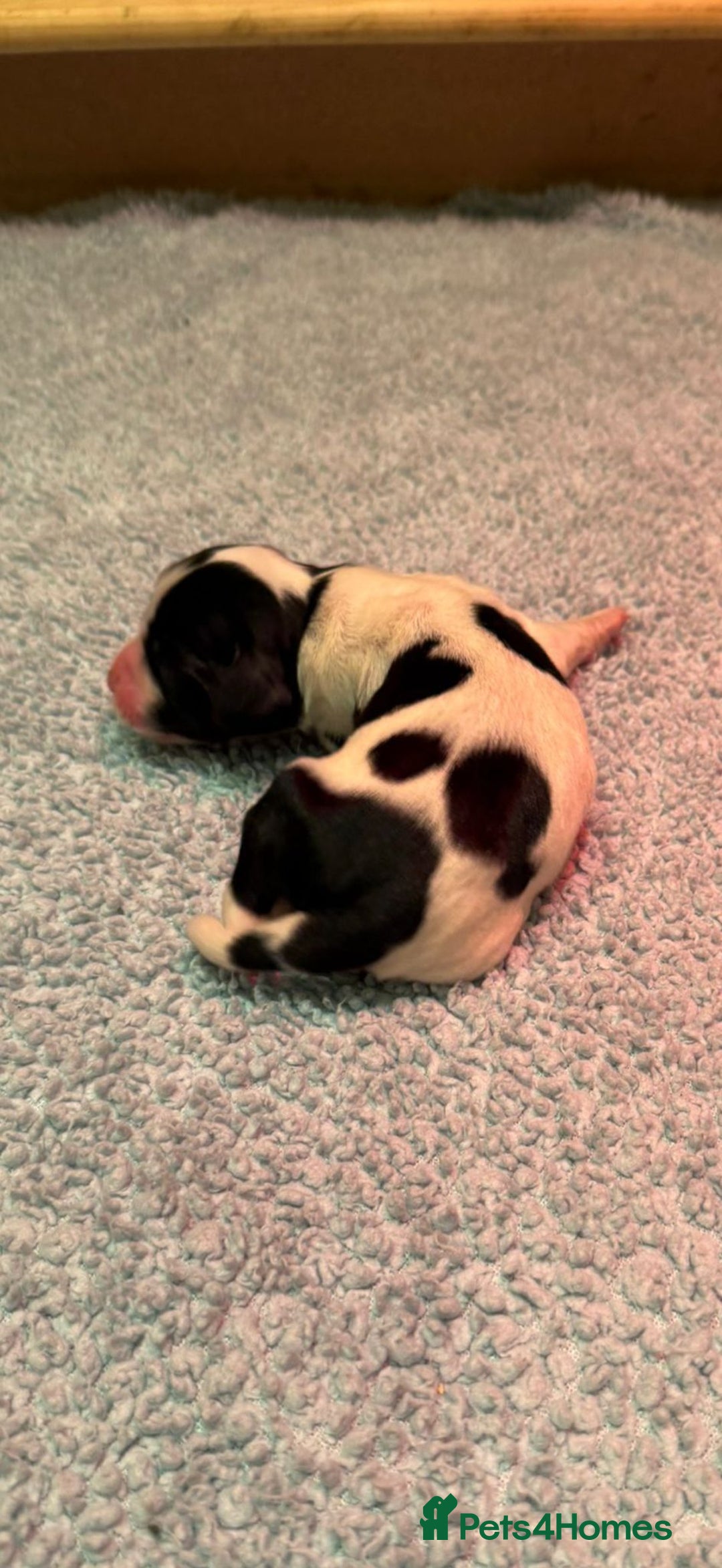 English Springer Spaniel dogs for sale: KC Reg English Springer Spaniels in Hampshire - Advert 6