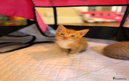 British Shorthair cats for sale: 6 British shorthair/calico kittens ready now - Image 7