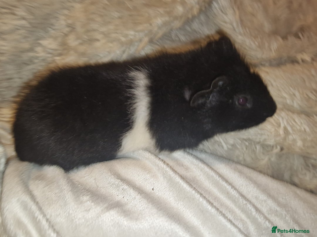 Guinea Pig rodents for sale: 5 beautiful gineapigs 4 boys 1 girl available now - Advert 24