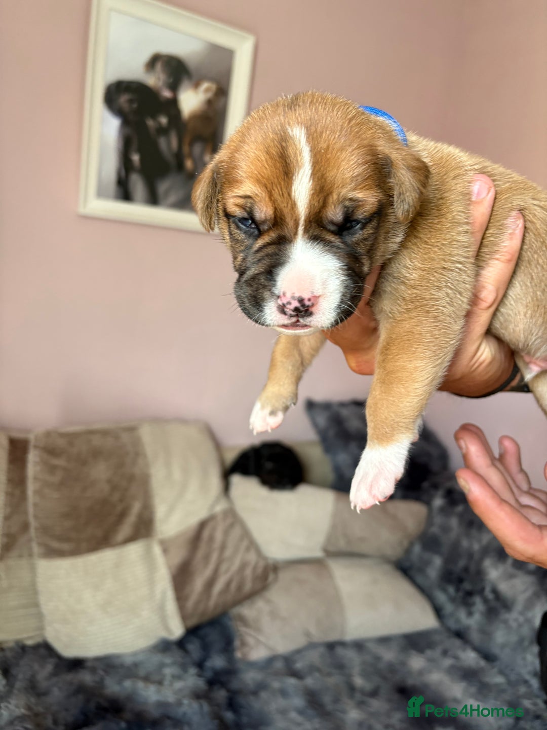Mixed Breed dogs for sale: Cane corso x rottie - Image 15