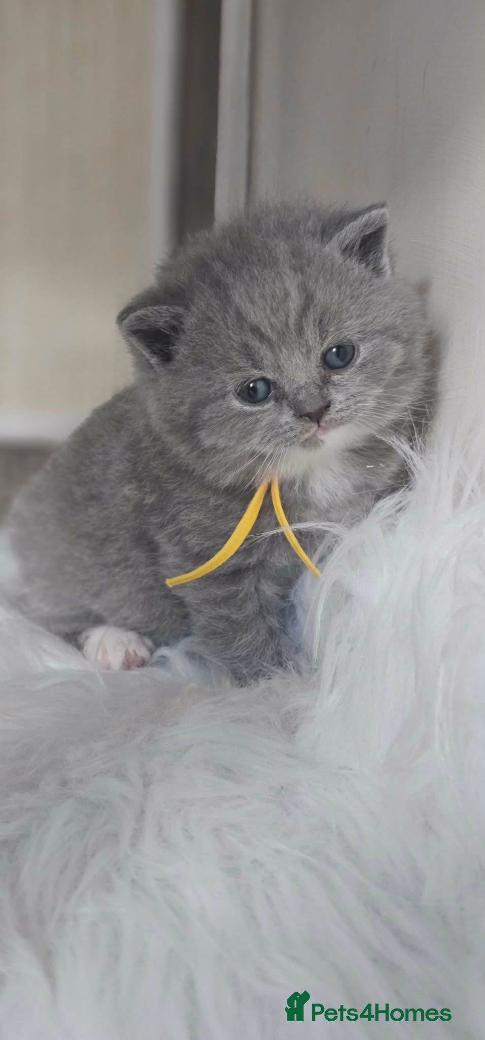 British Shorthair cats British Shorthair Kittens GCCF - Advert 2