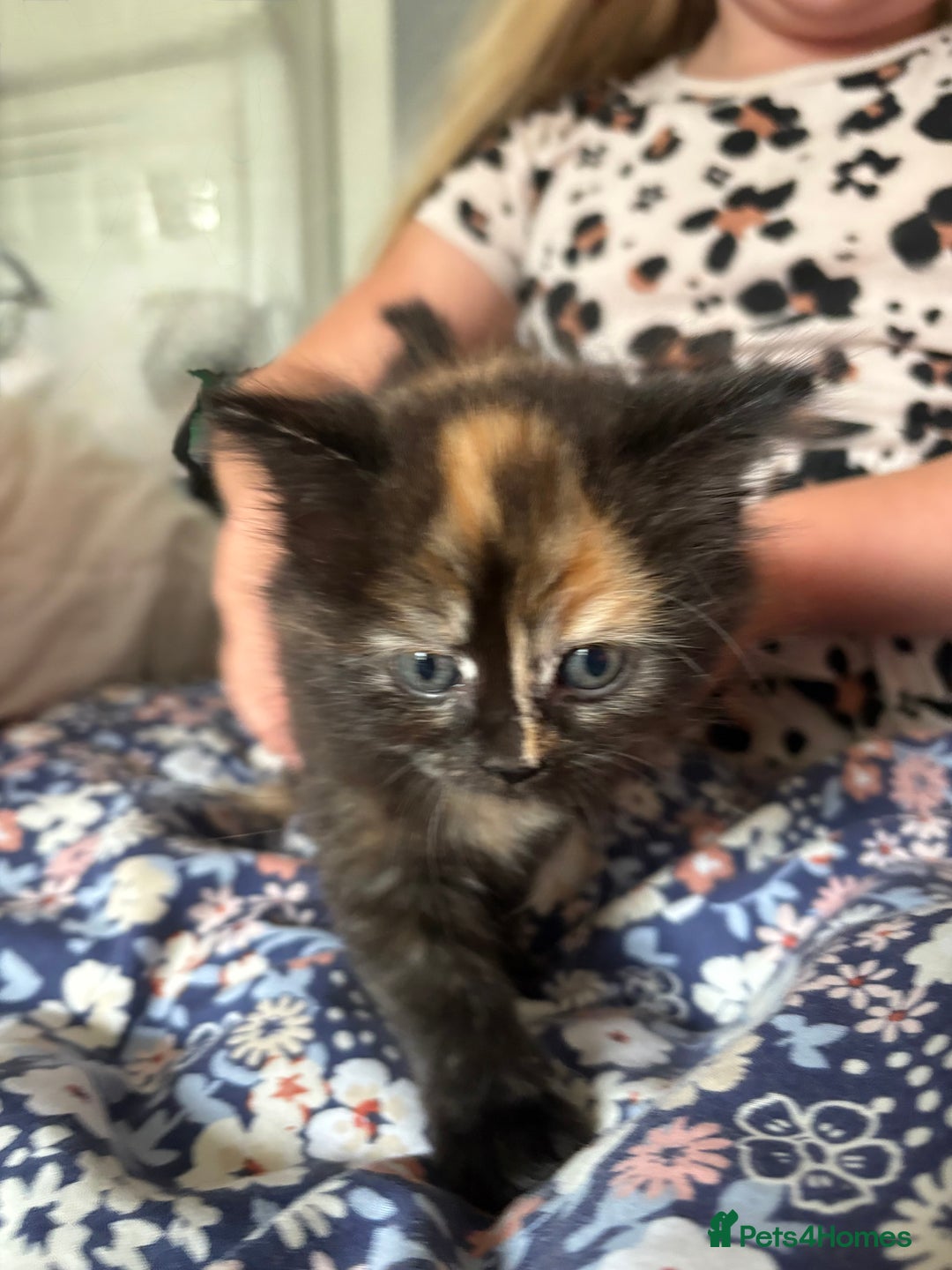 British Longhair cats for sale: Ginger tortoishell and calico male & female kitten - Image 7