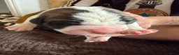 Saint Bernard dogs for sale: Exceptional St Bernard Puppies - Advert 7