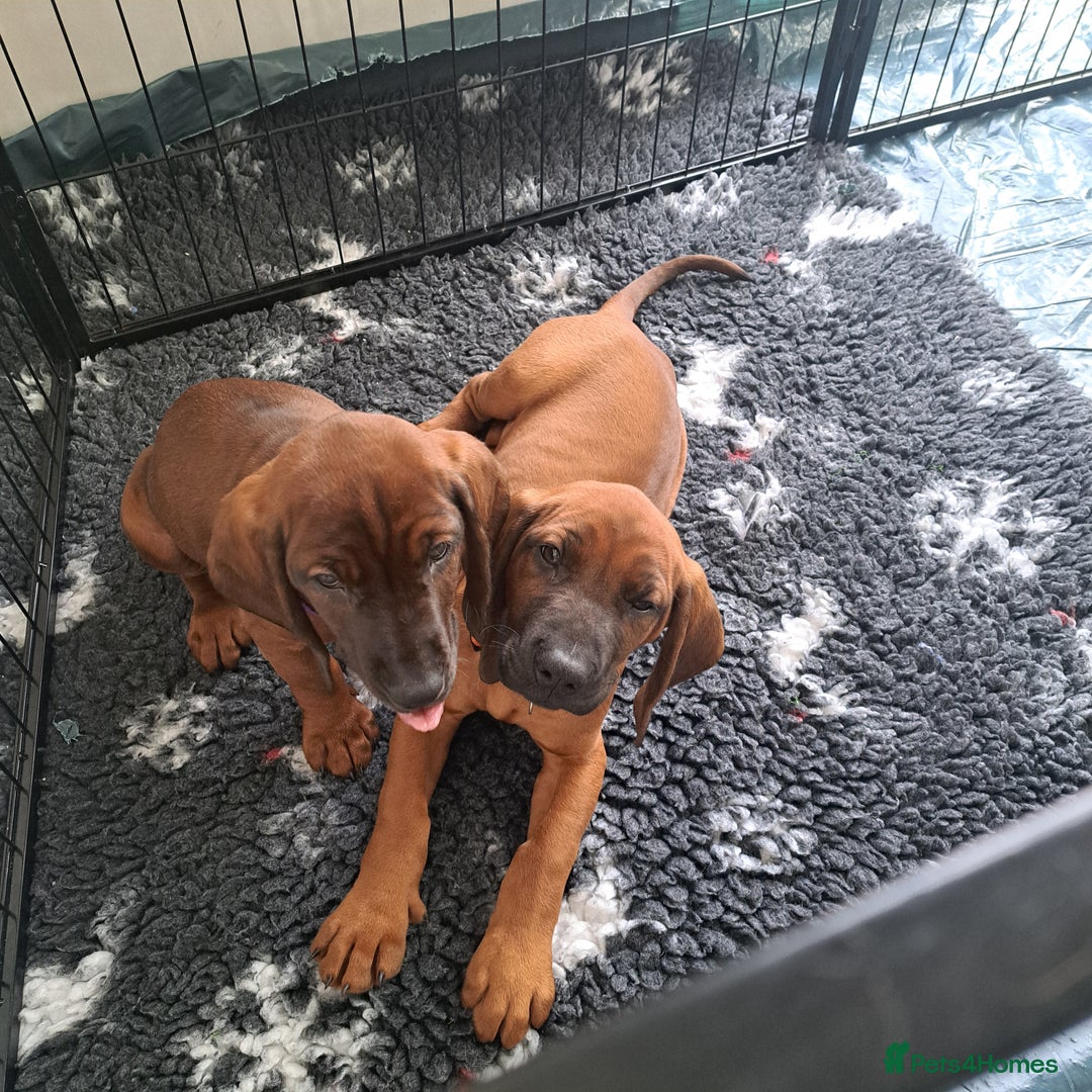 Bavarian Mountain Hound dogs for sale: Bavarian mountain hound pups for sale - Advert 5