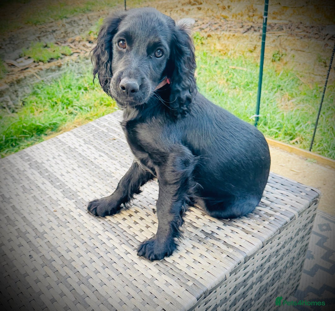 Cockapoo dogs for sale: 2 left! Will you be my forever home? F2 cockapoos  - Image 18