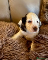 Cocker Spaniel dogs Last Male Kc Cocker Spaniel Simbawood Sire - Advert 11