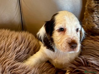 Cocker Spaniel dogs Last Male Kc Cocker Spaniel Simbawood Sire - Advert 5