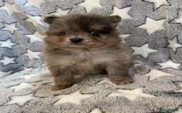 Pomeranian dogs for sale: Pomeranian puppies - Image 19