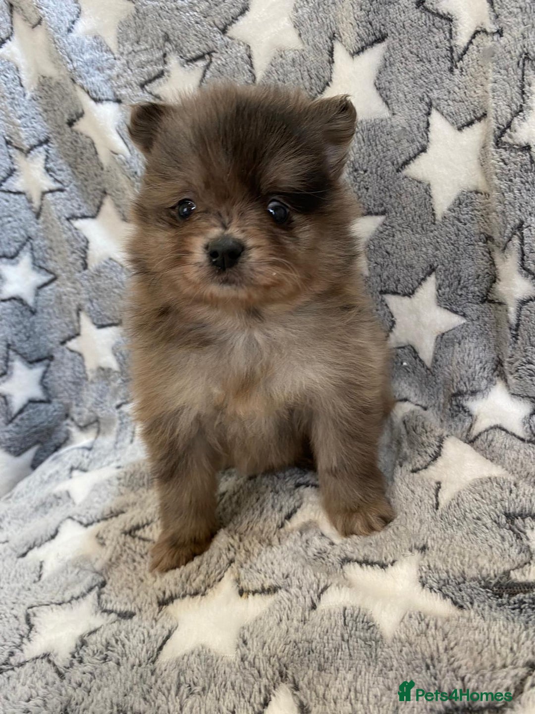 Pomeranian dogs for sale: Pomeranian puppies - Image 19